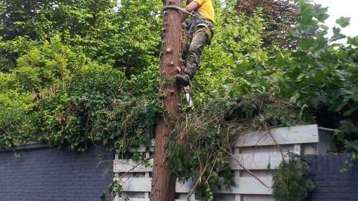 bomen rooien 